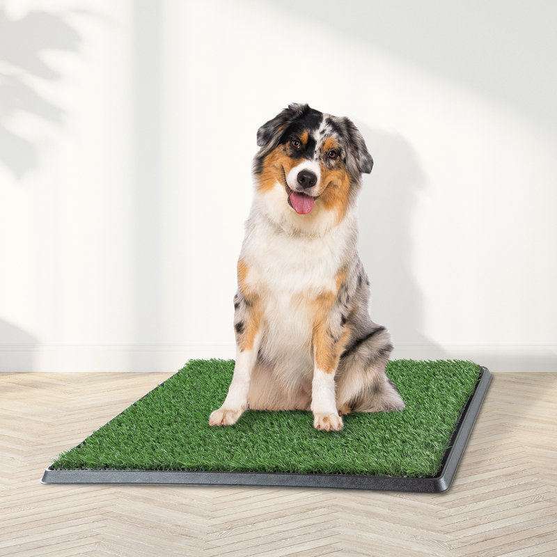 Puppy grass shops pee pad